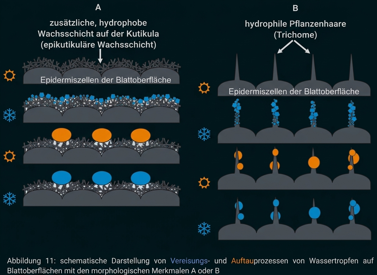 Schematische Blattoberfläche mit Wachsschicht und Pflanzenhaaren bei Vereisung und Auftauprozessen.